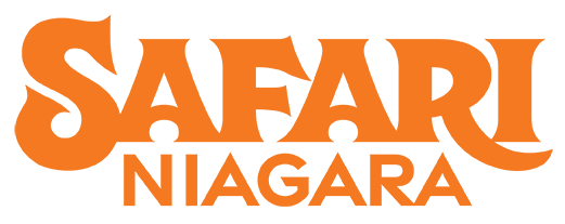 safari niagara website